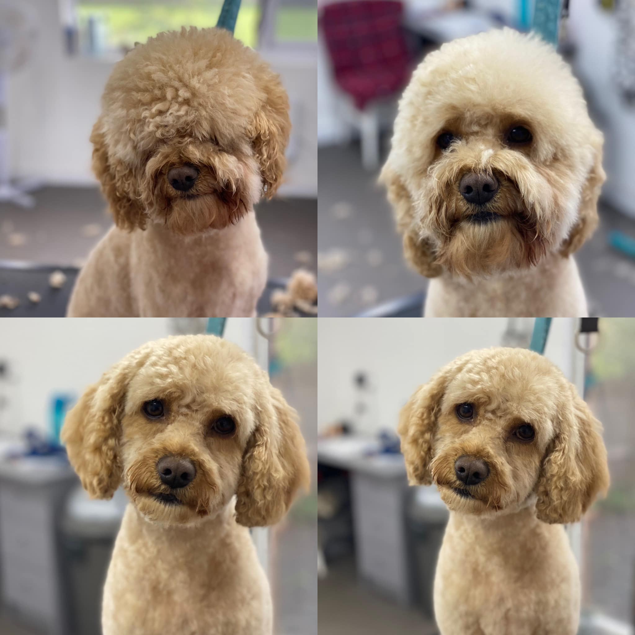 Photo inspiration: Gallery Detail: Pampered Paws Dog Groomers