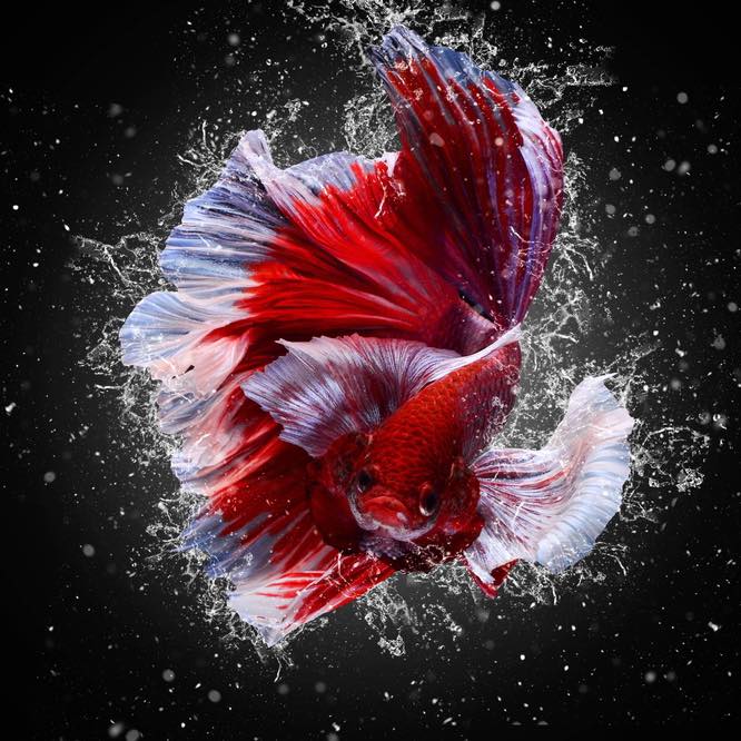 Not_BETTA FISH | Songkhla