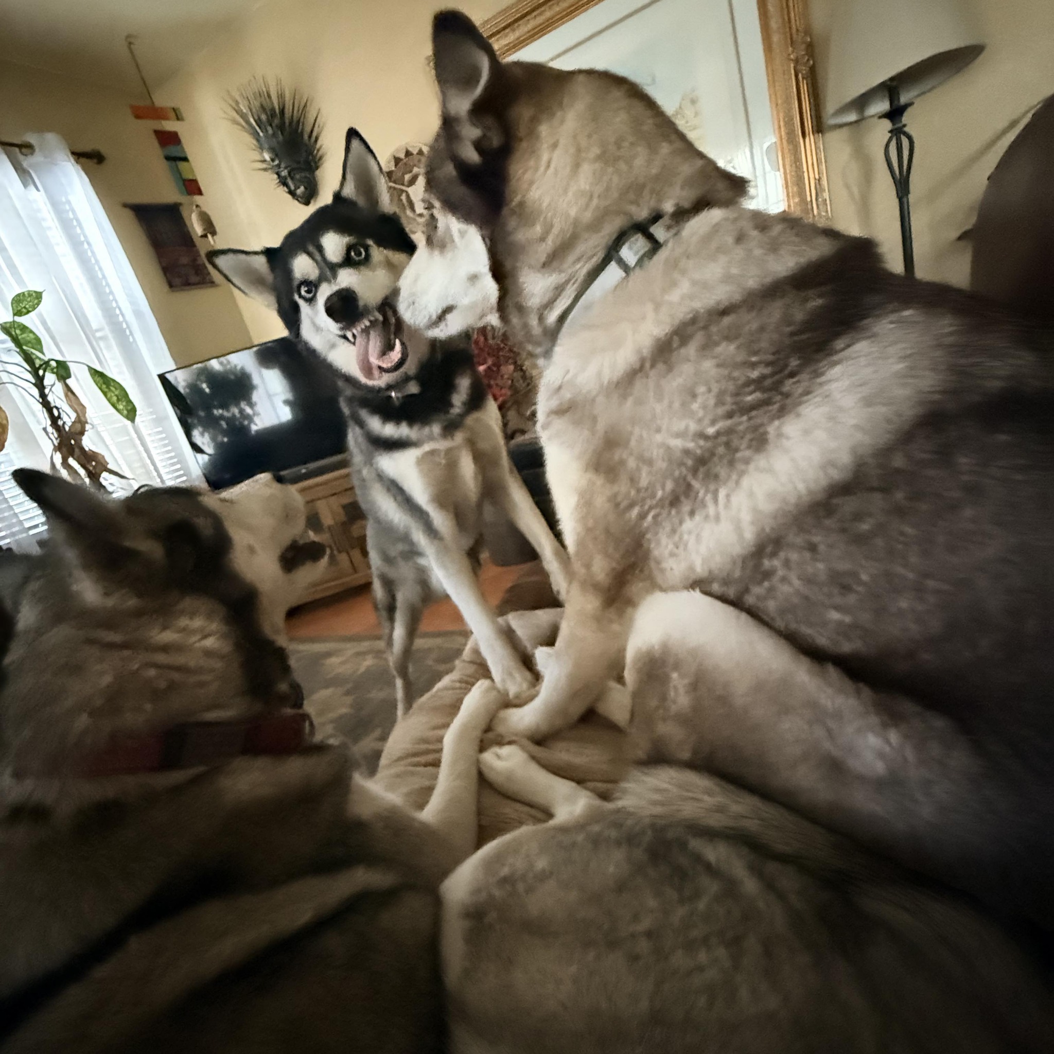 Life With Husky | The forecast says rain | Facebook