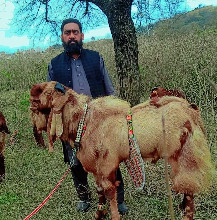 Breed of patwar of Kashmir