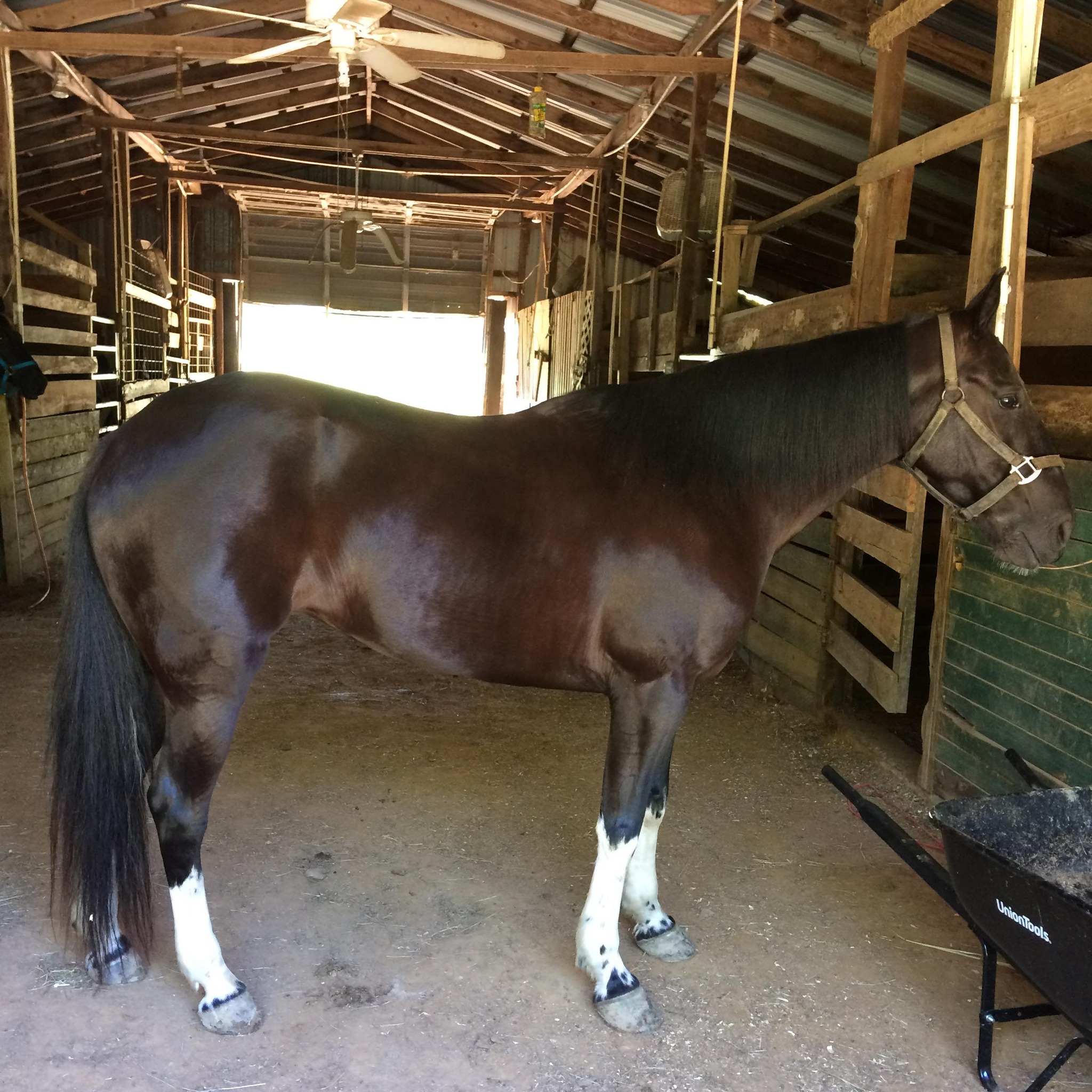 Monroe Racking stables | Denver CO