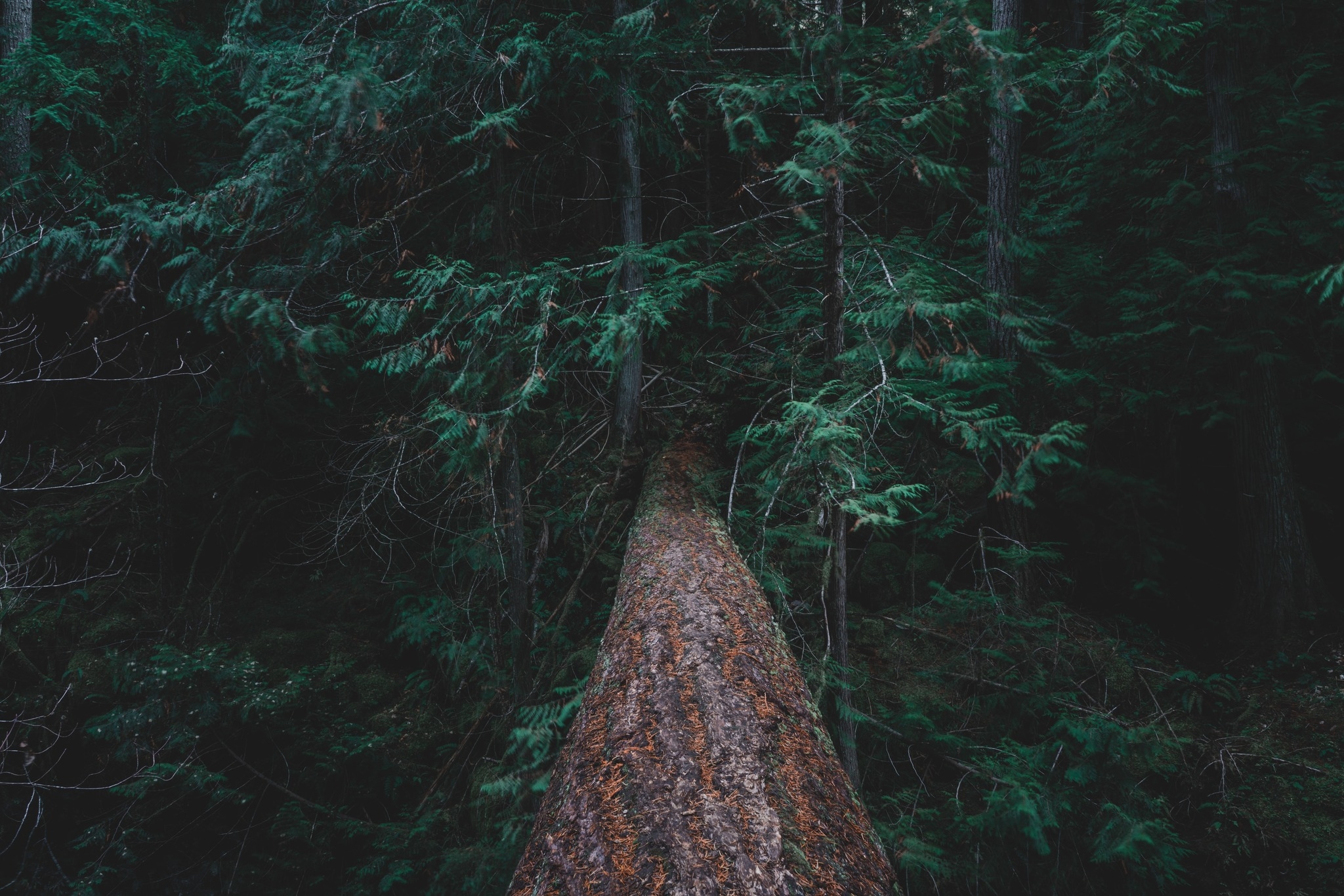 Ecotopia Botanicals | Seattle WA