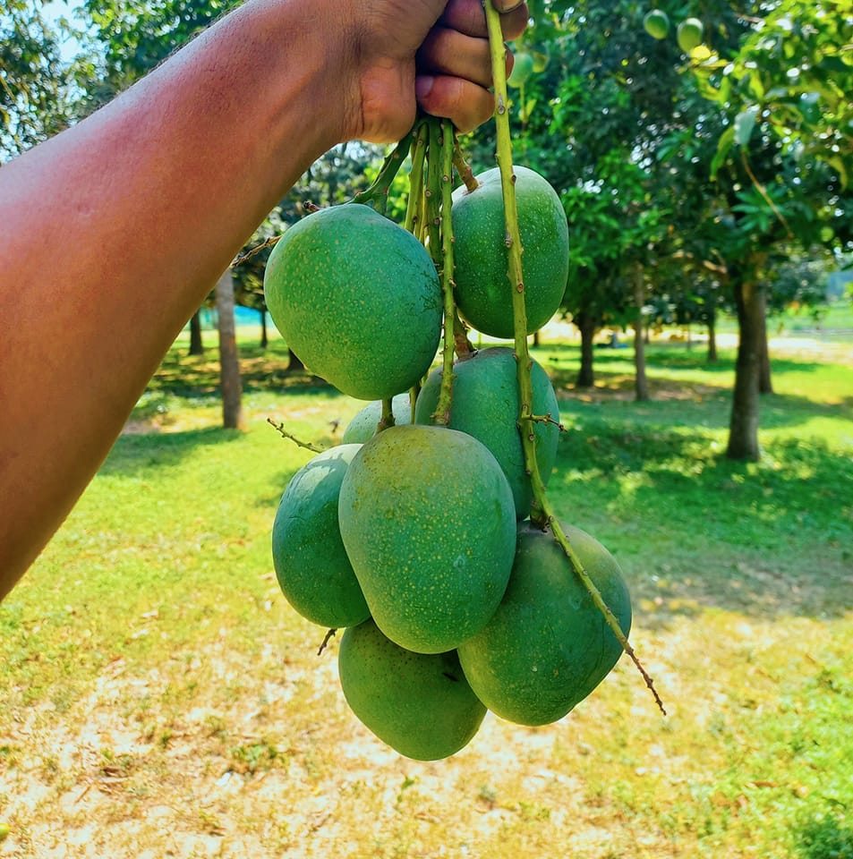 Enjoy Fresh Mango | Chittagong