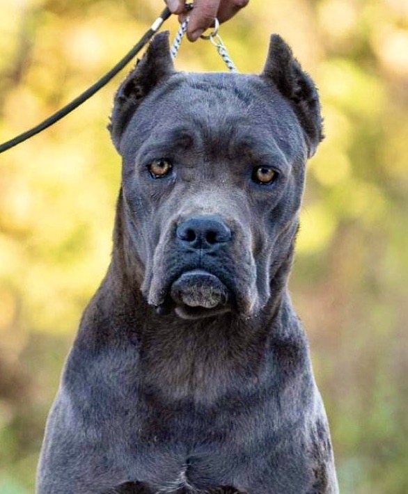 Castlegate Cane Corsos