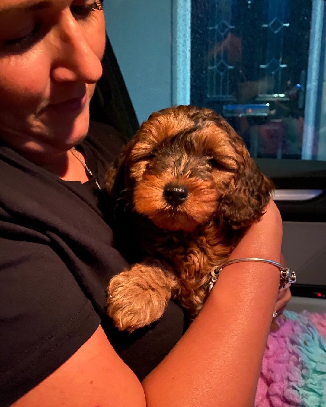 Cockapoo Puppies For Adoption