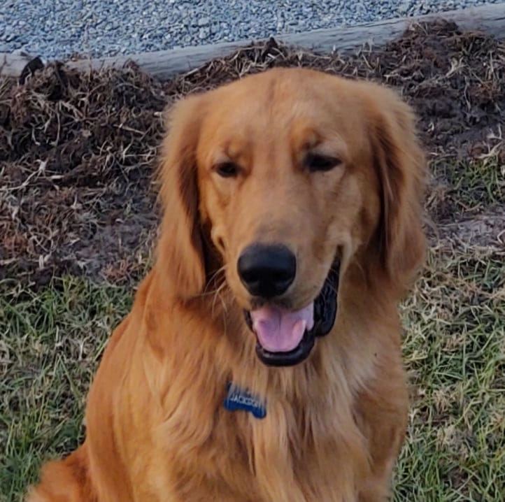 Golden dog ranch | Live Oak FL