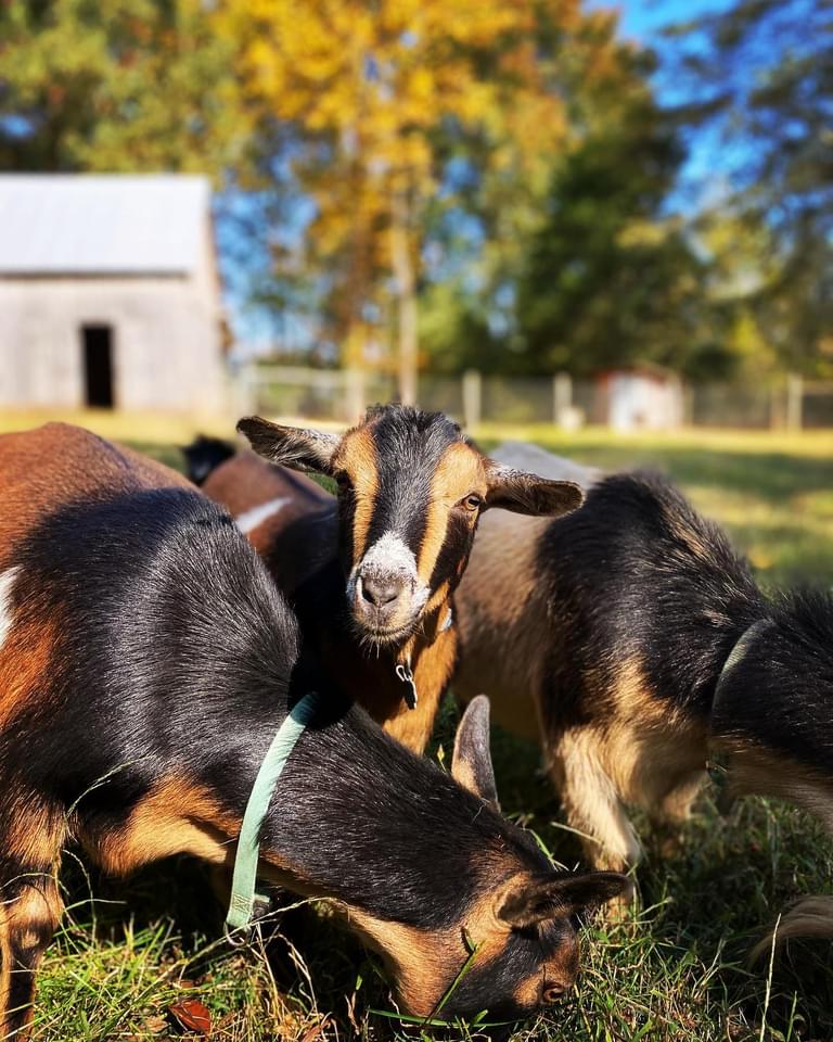 Salem Lexie Farms | Huntland TN