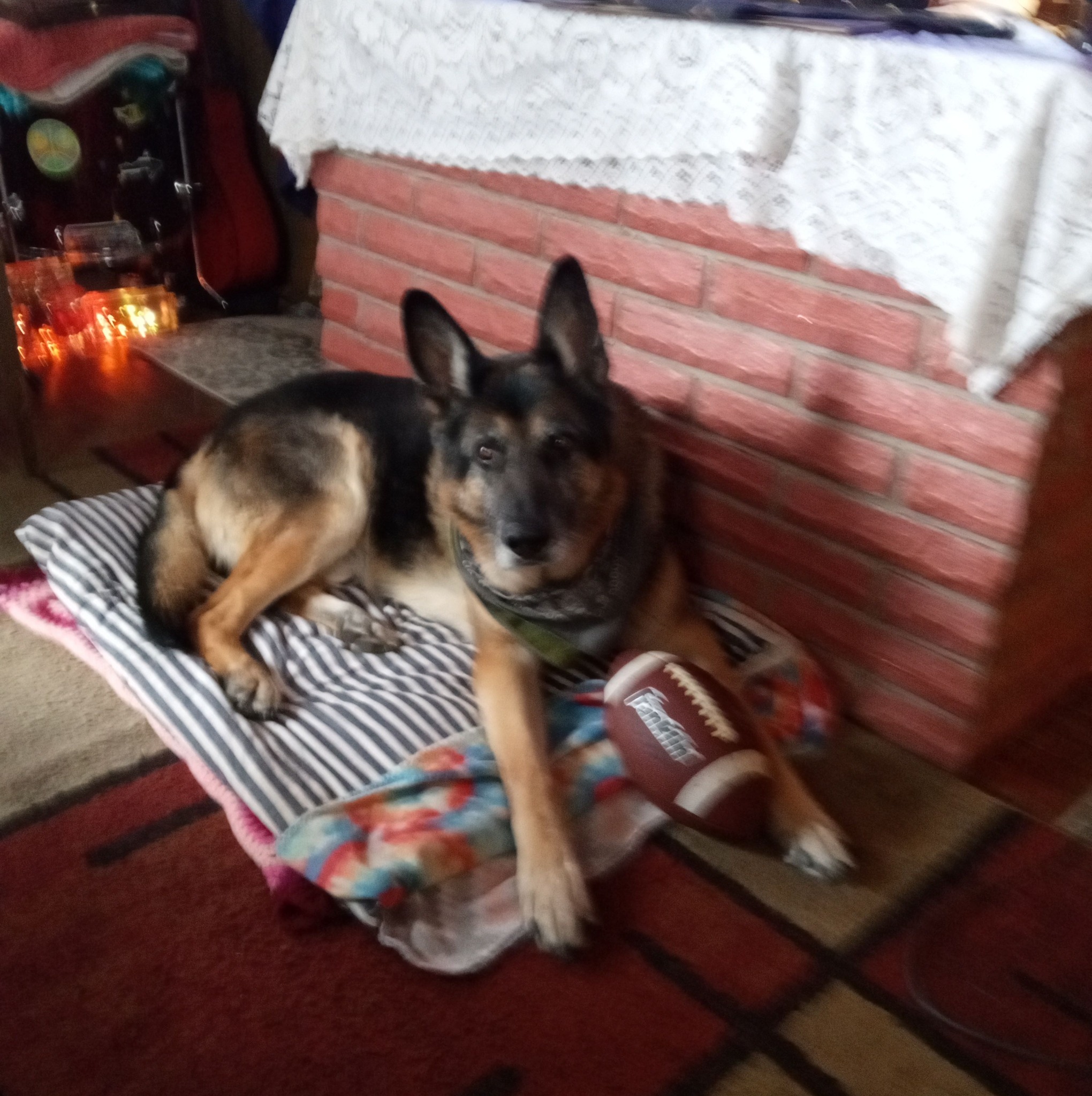 German Shepherds; Iron Mountain, MI; Six miles north of the Wisconsin ...