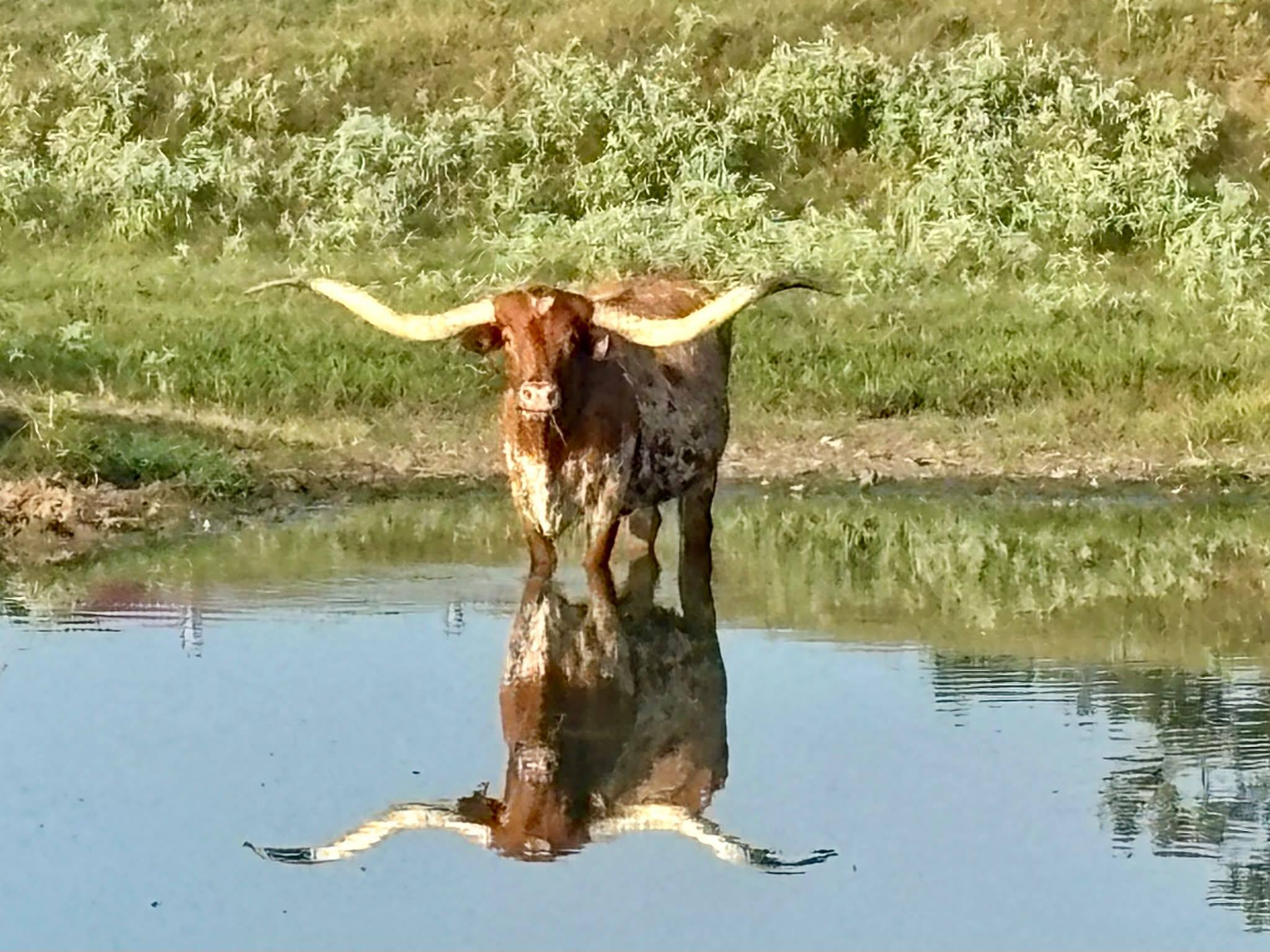 Registered Red Angus Cattle Discussion | CSRF Legend or CSRF Cowboy ...