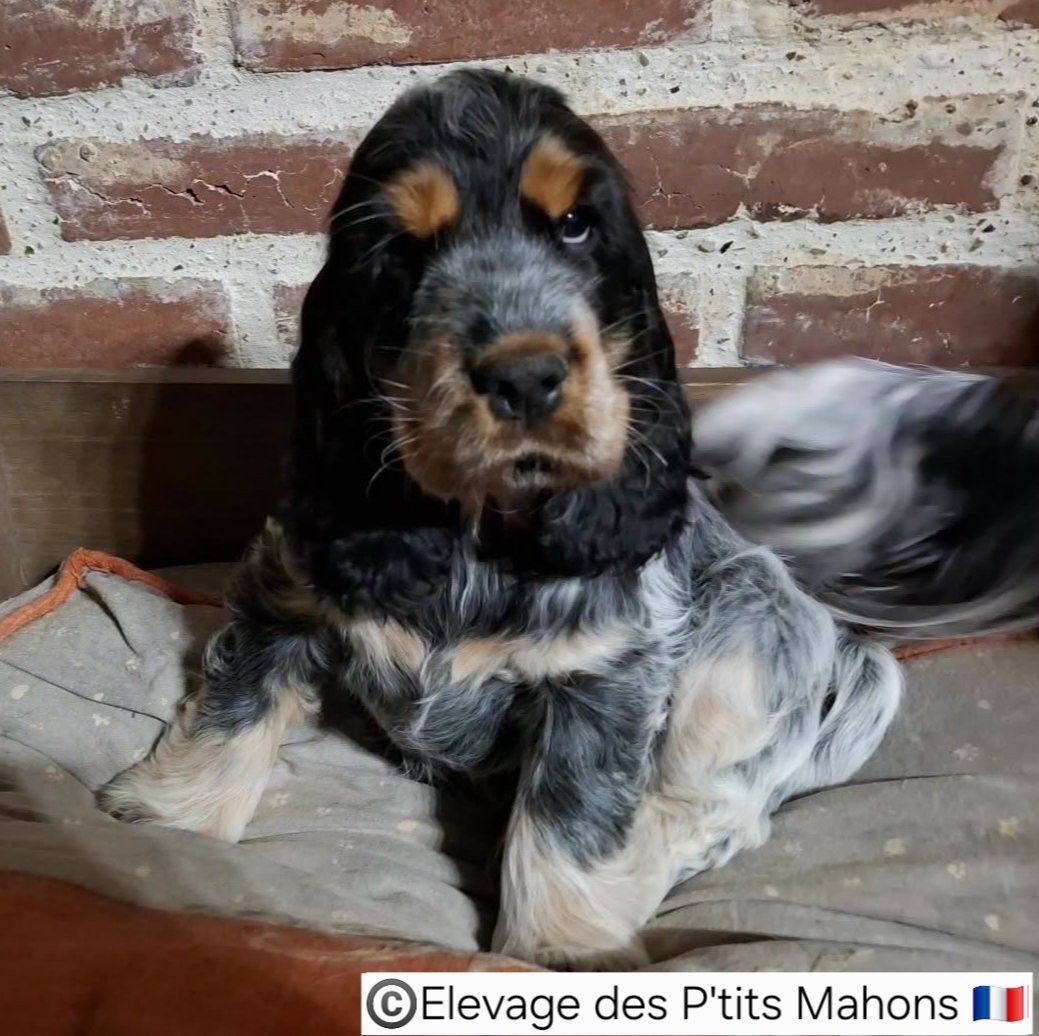 Cocker Spaniel Anglais : Elevage des P'tits Mahons en Picardie | Valines