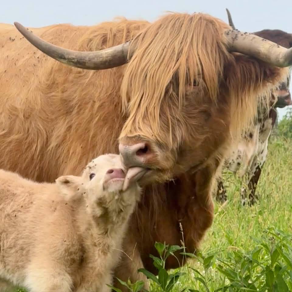 Pumpelly Farms Highlands and Mini Moos
