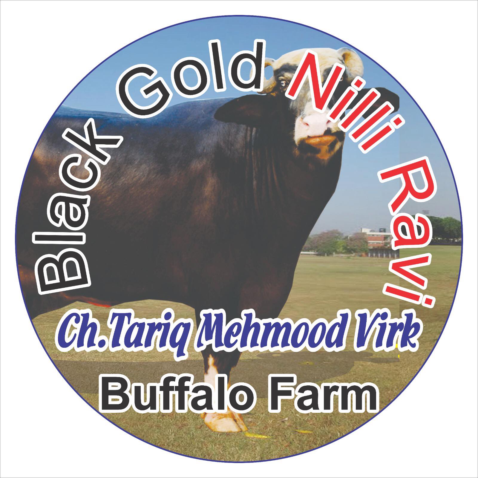 Black Gold Nilli Ravi Buffalo Farm | Warburton