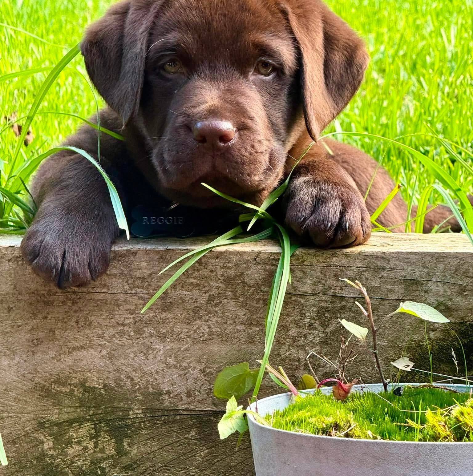 Backadri Labradors | Ballarat VIC