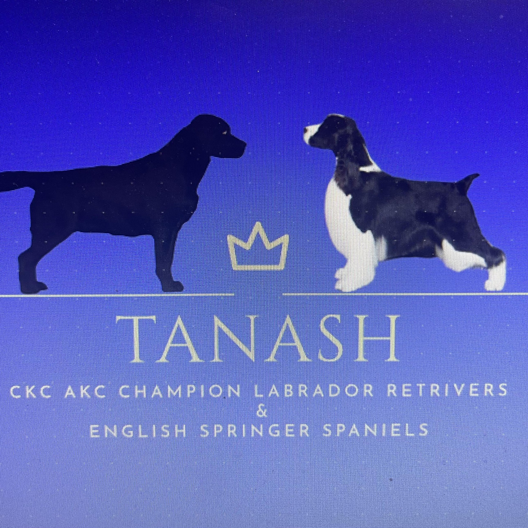 Tanash English Springer Spaniels and Labrador Retrievers | Williams Lake BC