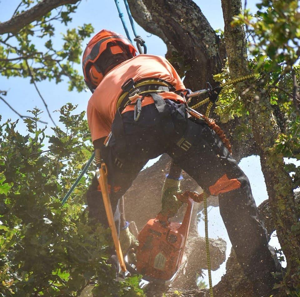 Tree Tech | Somerset West