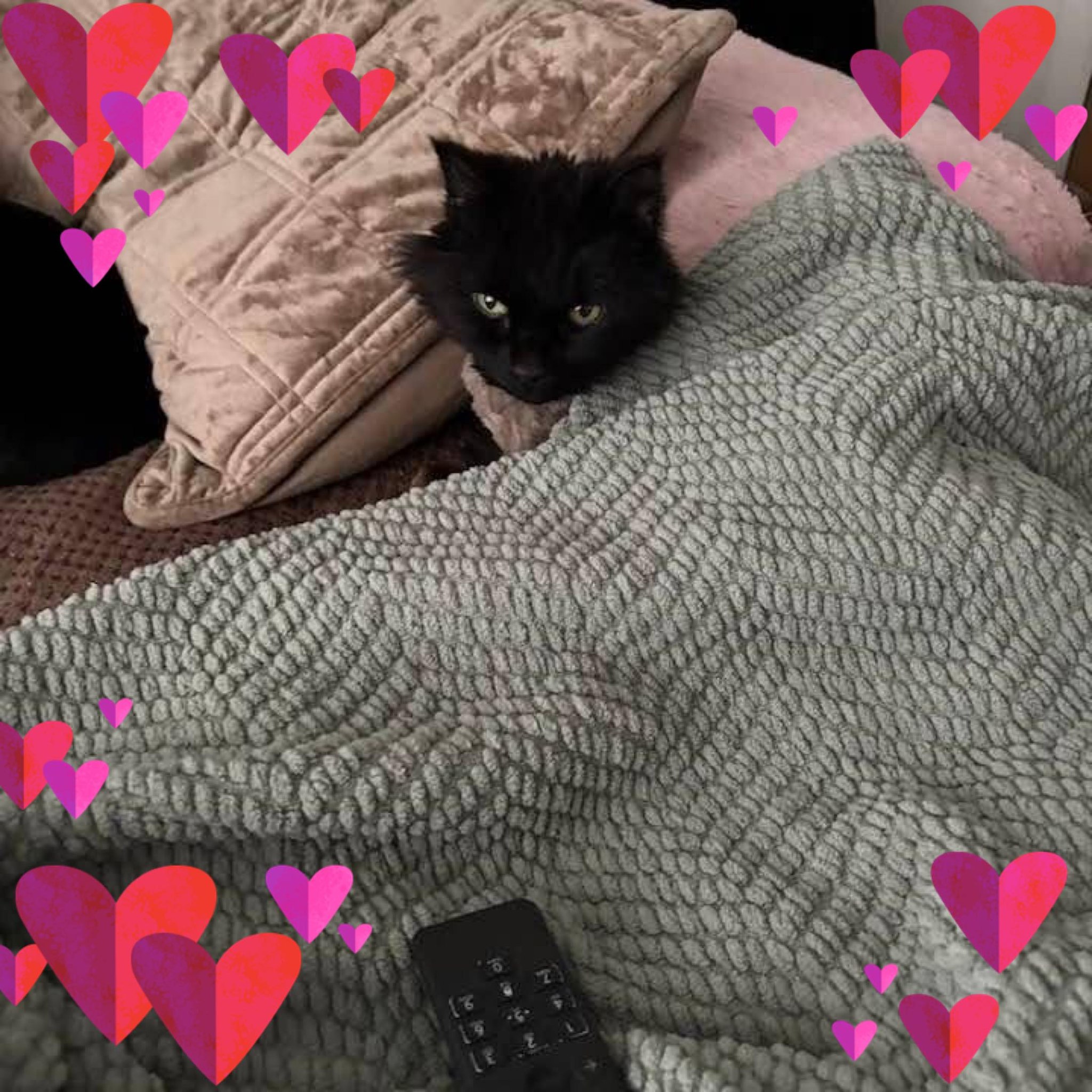 MEEKA UPDATE | Spooky Lou's Kitty Rescue
