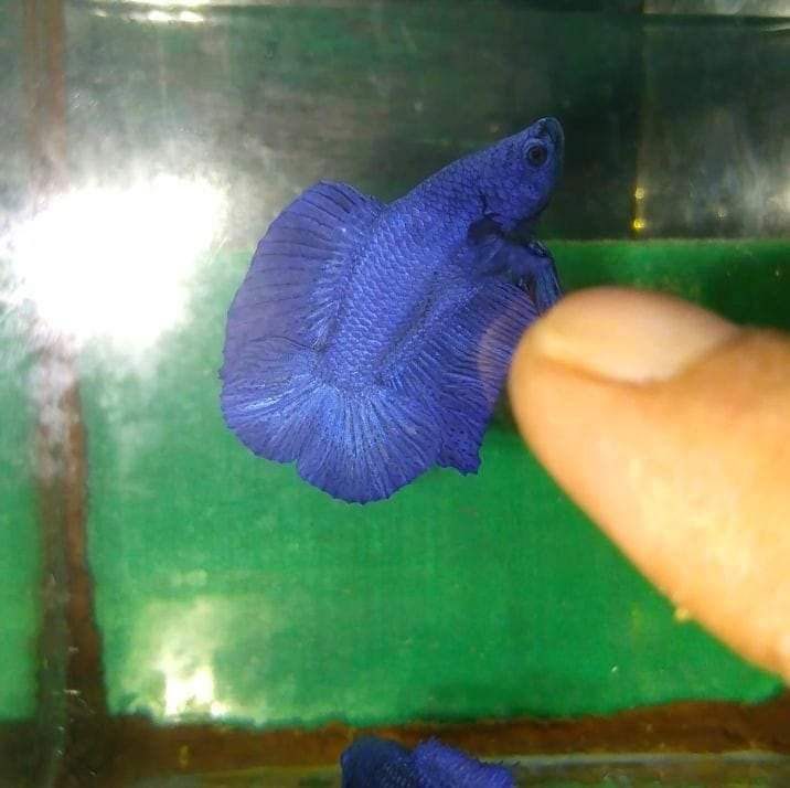 BETTA FISH KEEPERS | SHOW POTENTIAL TAPOS ROUND ANG CAUDAL | Facebook