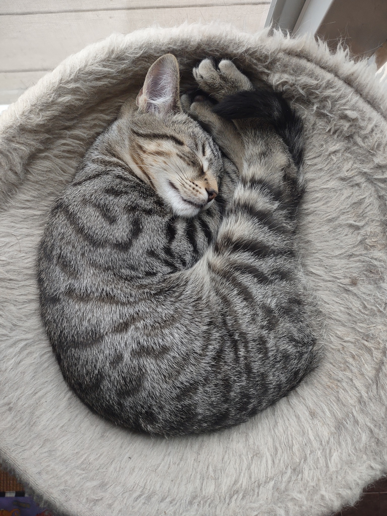 Furda Cats | Bridgeville PA