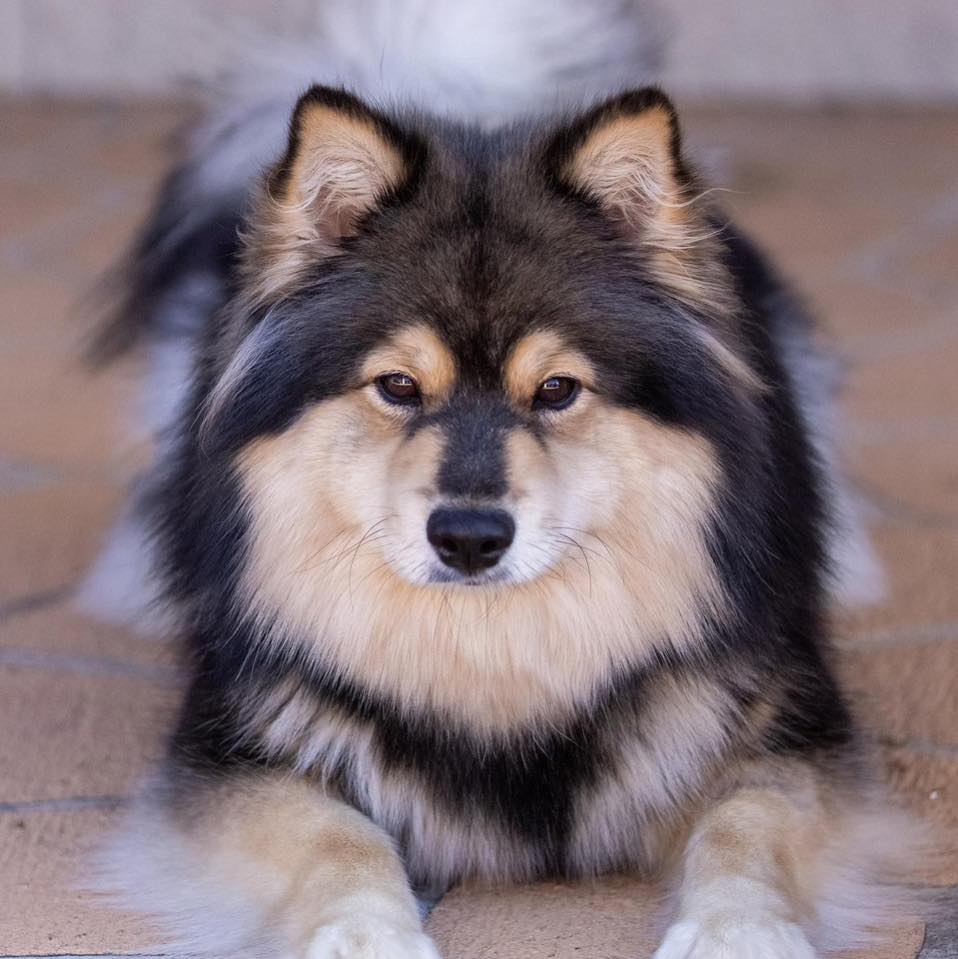 Fresh Look at Whitefrost Finnish Lapphunds