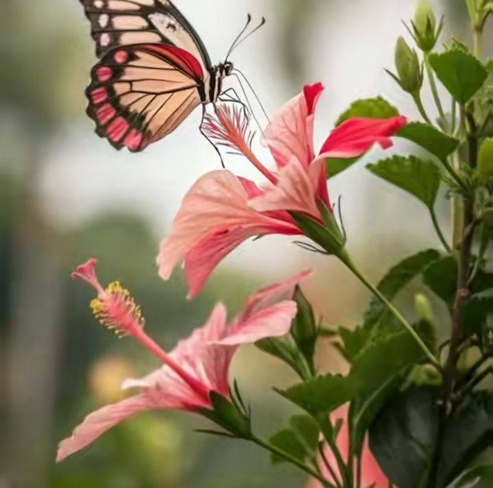 মোঃ মোখলেছ সাজি