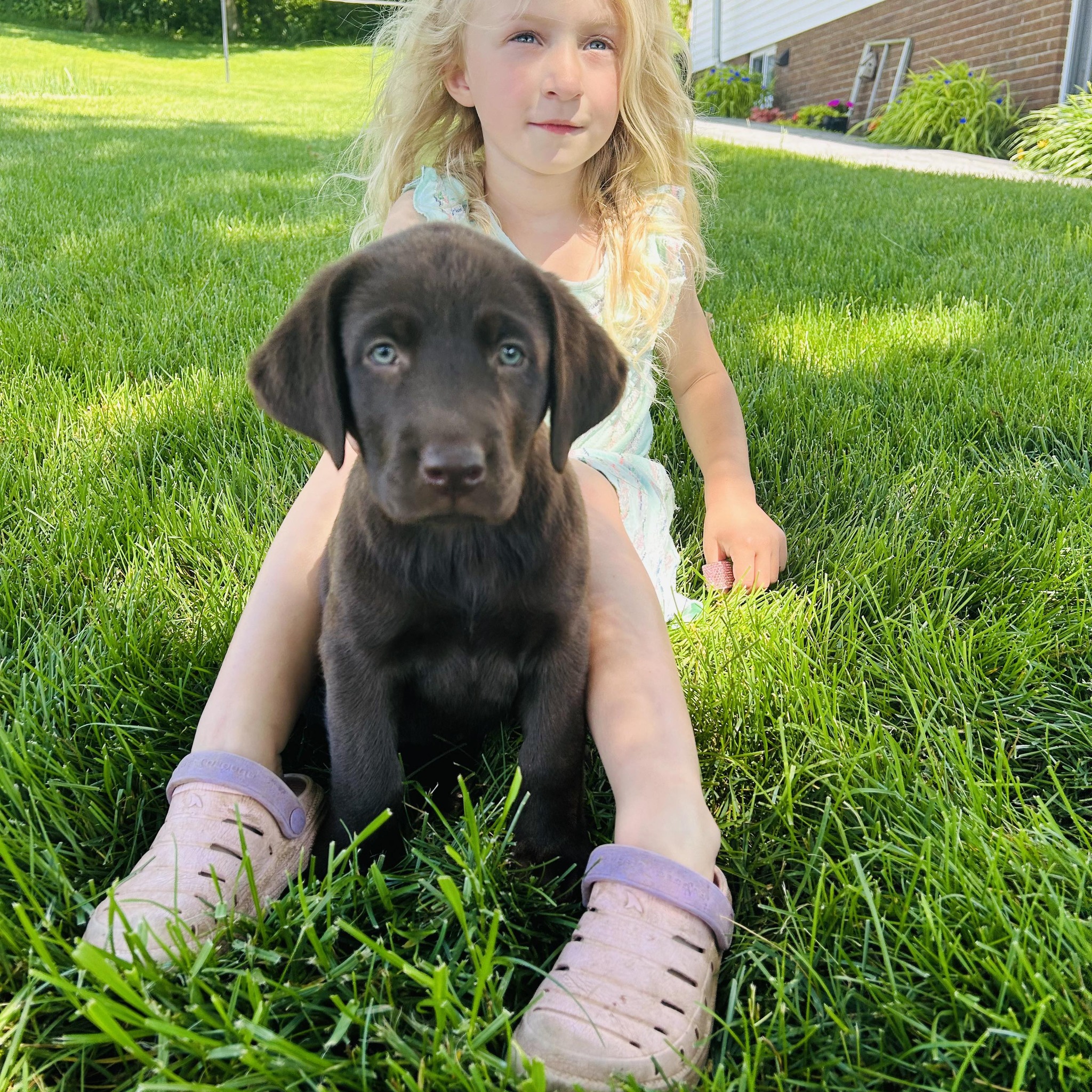 Amy's puppies | Fredericksburg OH