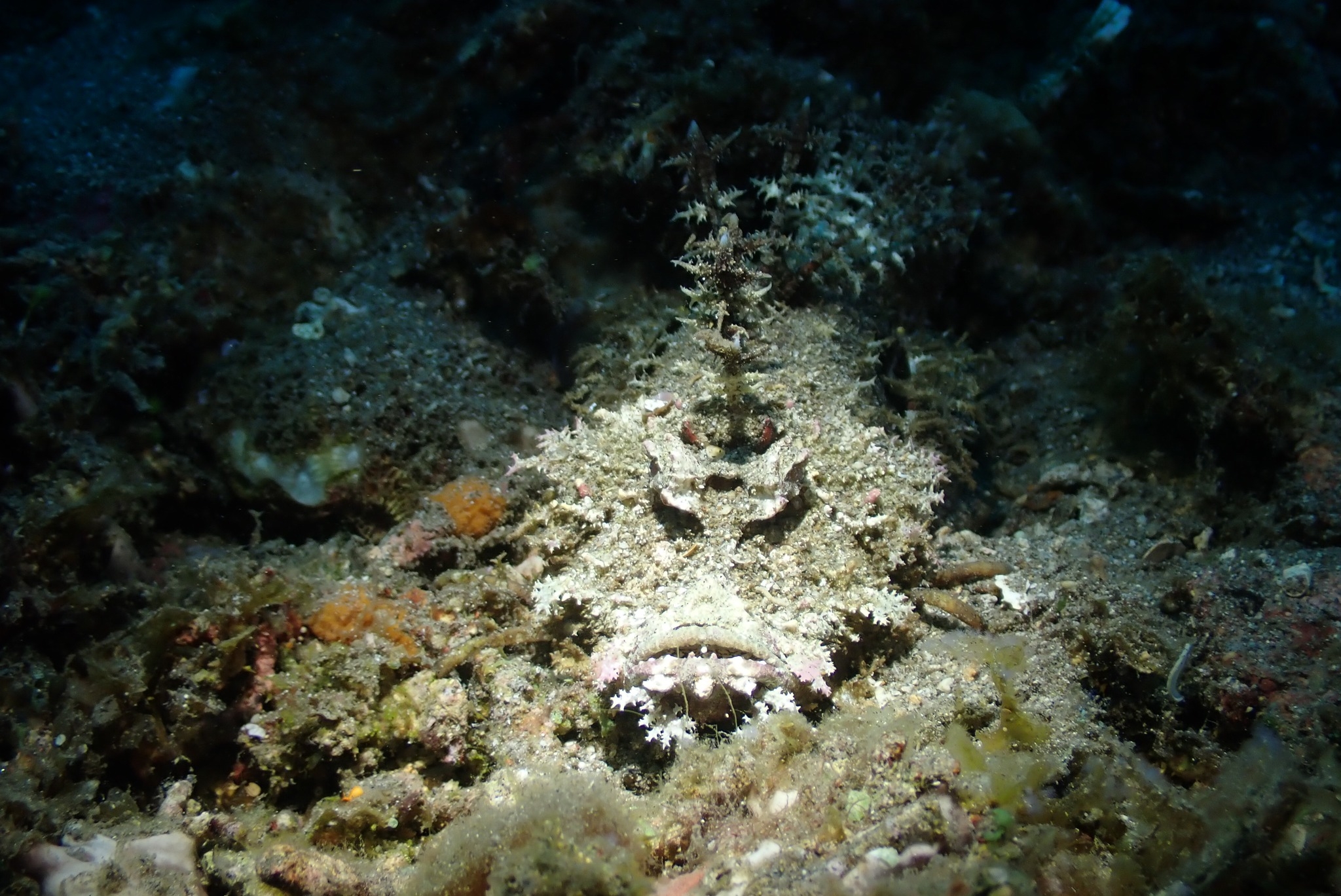 Olympus Underwater Photographers | I have the TG-7 with PT-059 housing ...