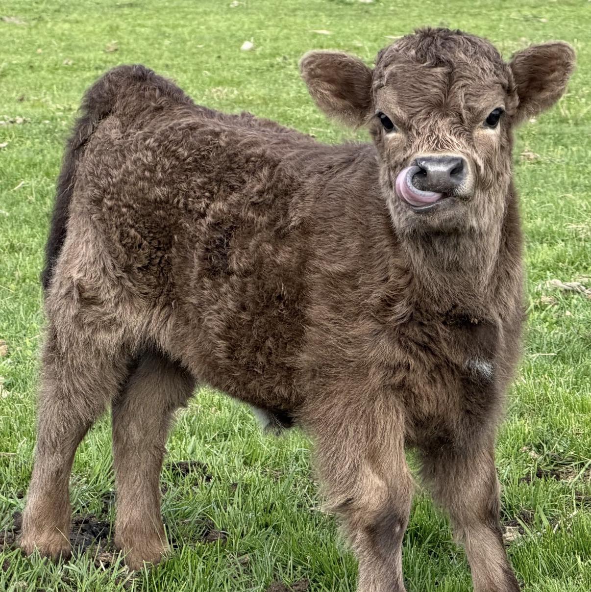 AV Farms - Reminder we have Beef Available Year Round! We... | Facebook