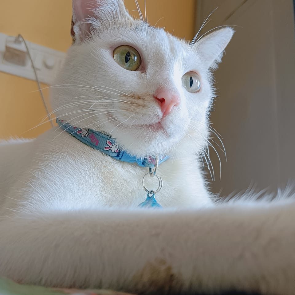 VUTU & Paw Friends | Kolkata