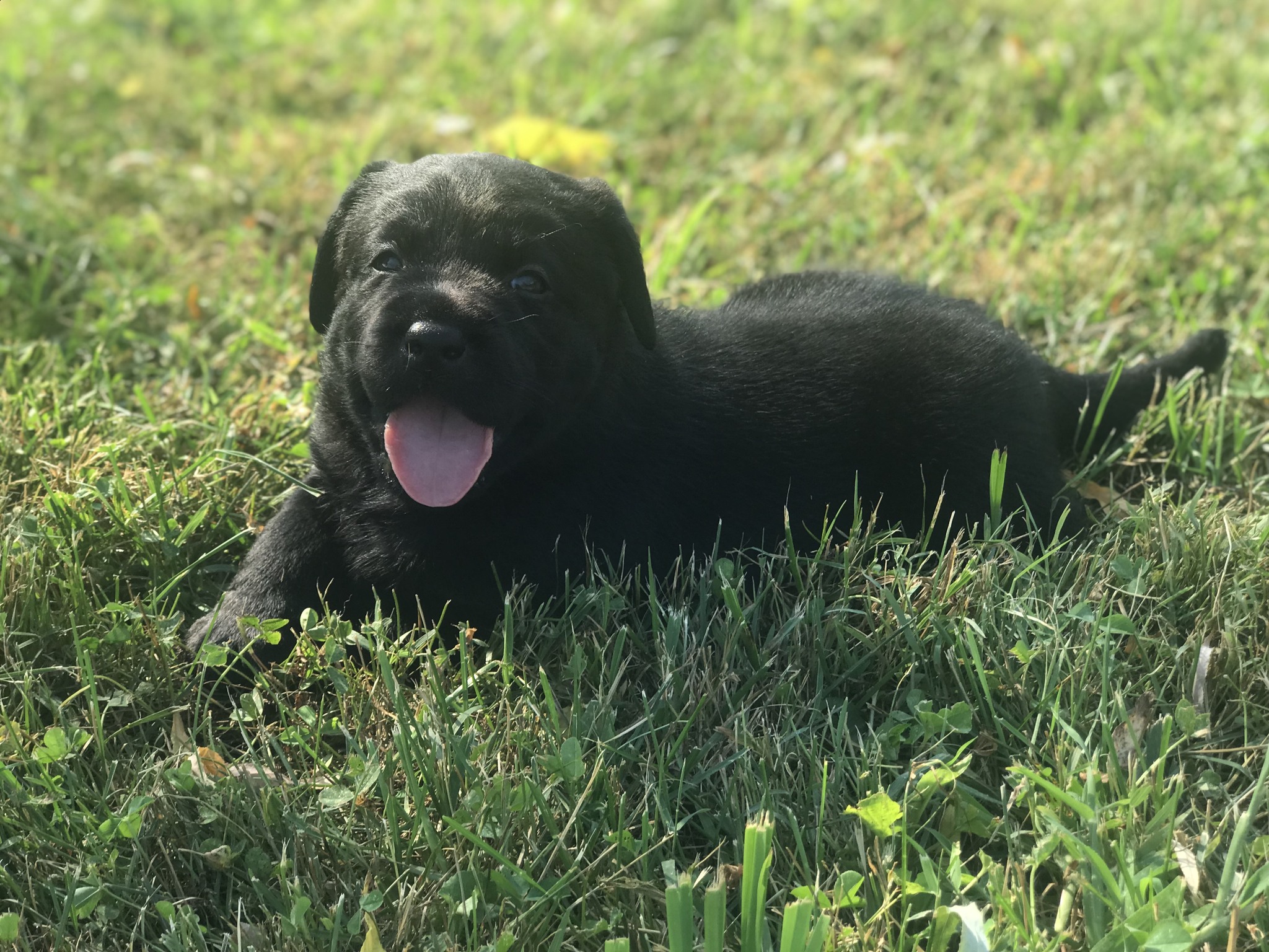 Ivy Spring Labrador Retrievers | Stewartstown PA