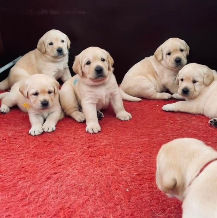 Labrador retriever rescue near you