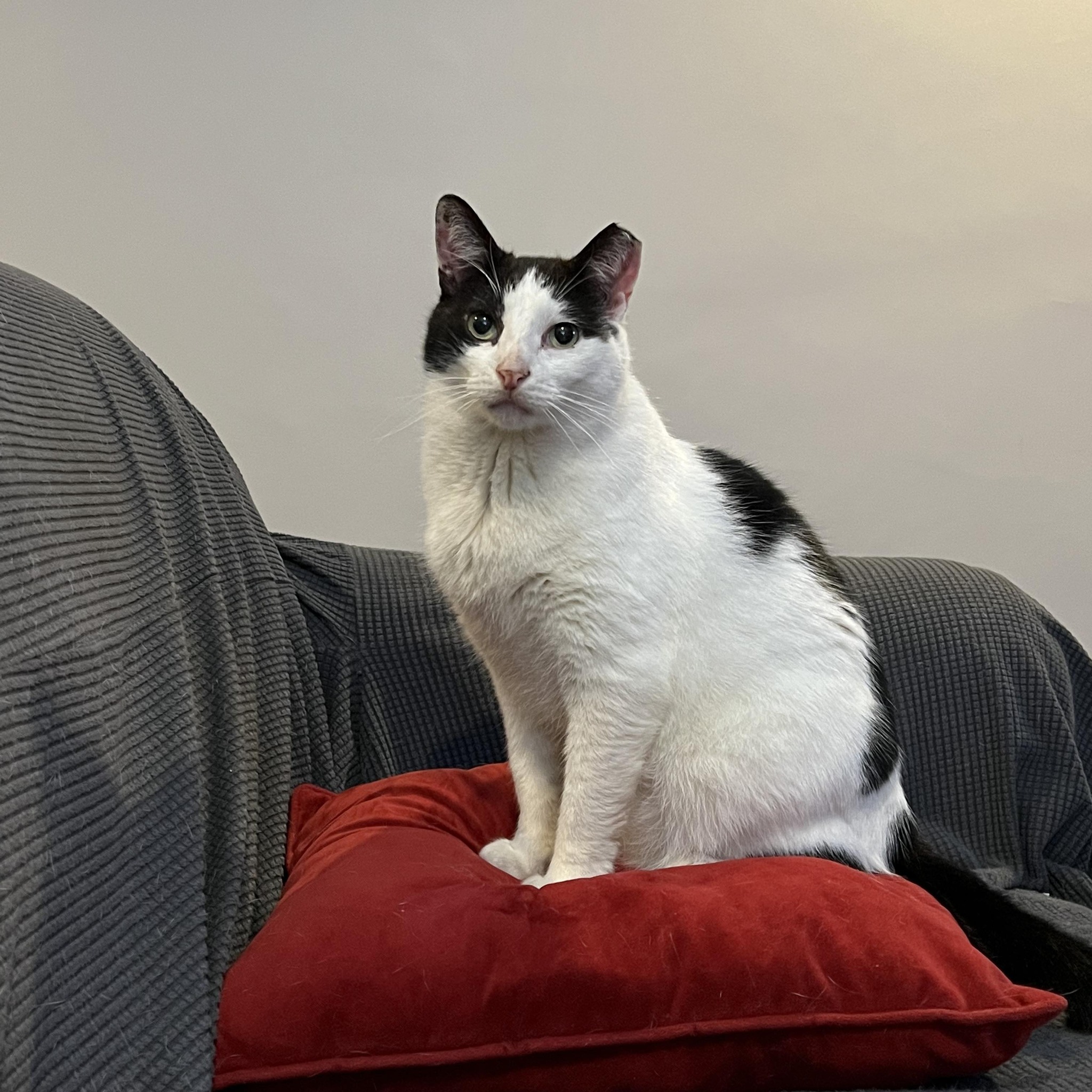 Been going through medication adjustments here to see if we can get ...