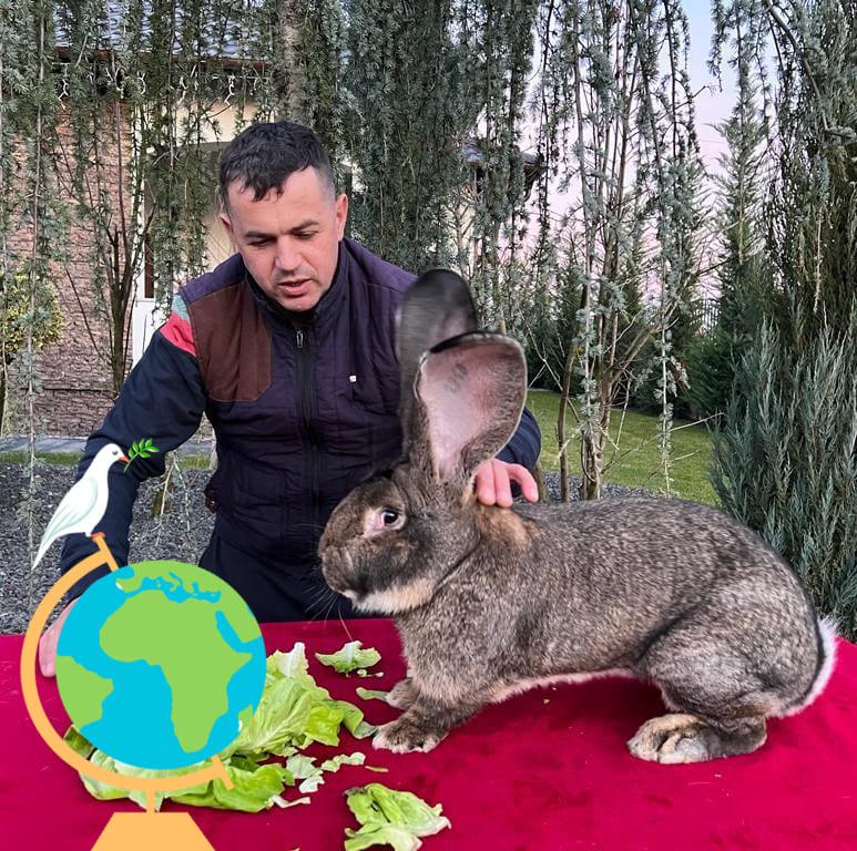 Giant german rabbits Vasi Bledea | Remetea Mare