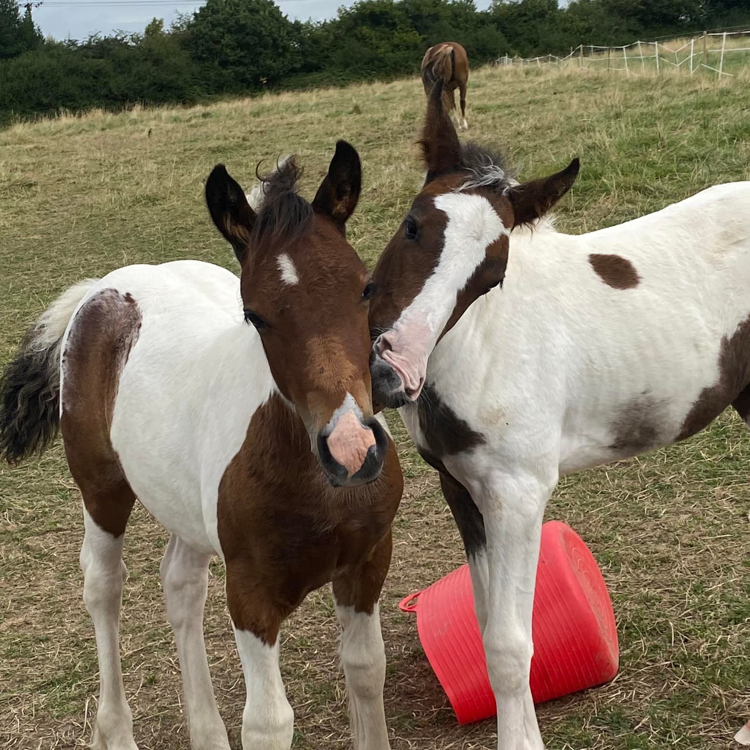 EVERYTHING HORSEY IN MANCHESTER | Afternoon, does anyone have any 5'3 ...