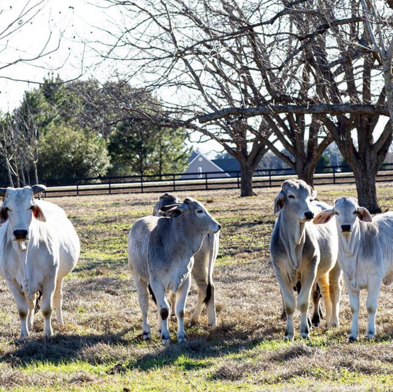 RT Cattle Company | Adel GA
