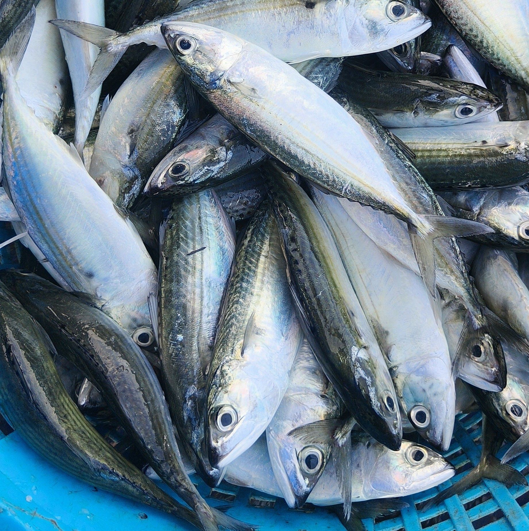 Daily Fresh Fish | Sandakan