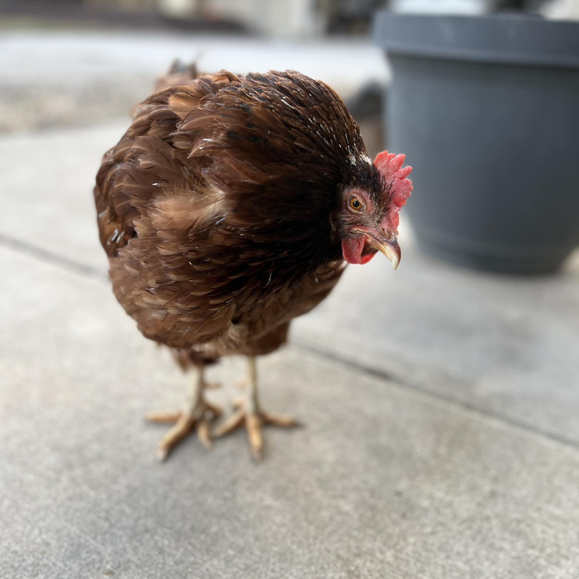 Robards Farm | Homer IL