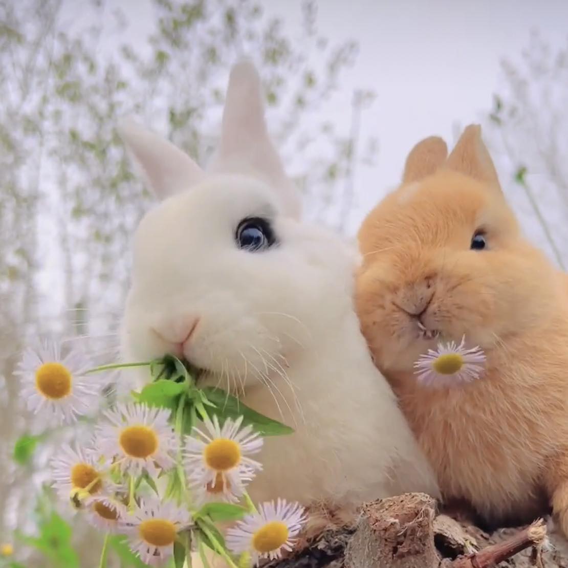 Rabbits u.s