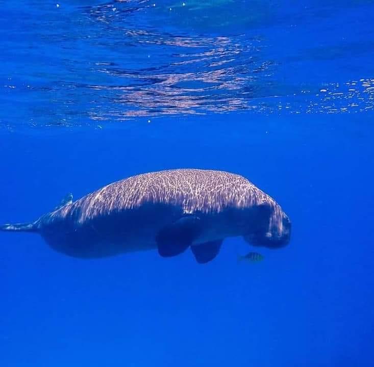 D U G O N G W A T C H... - Dugong Watching - Calawit Island | Facebook