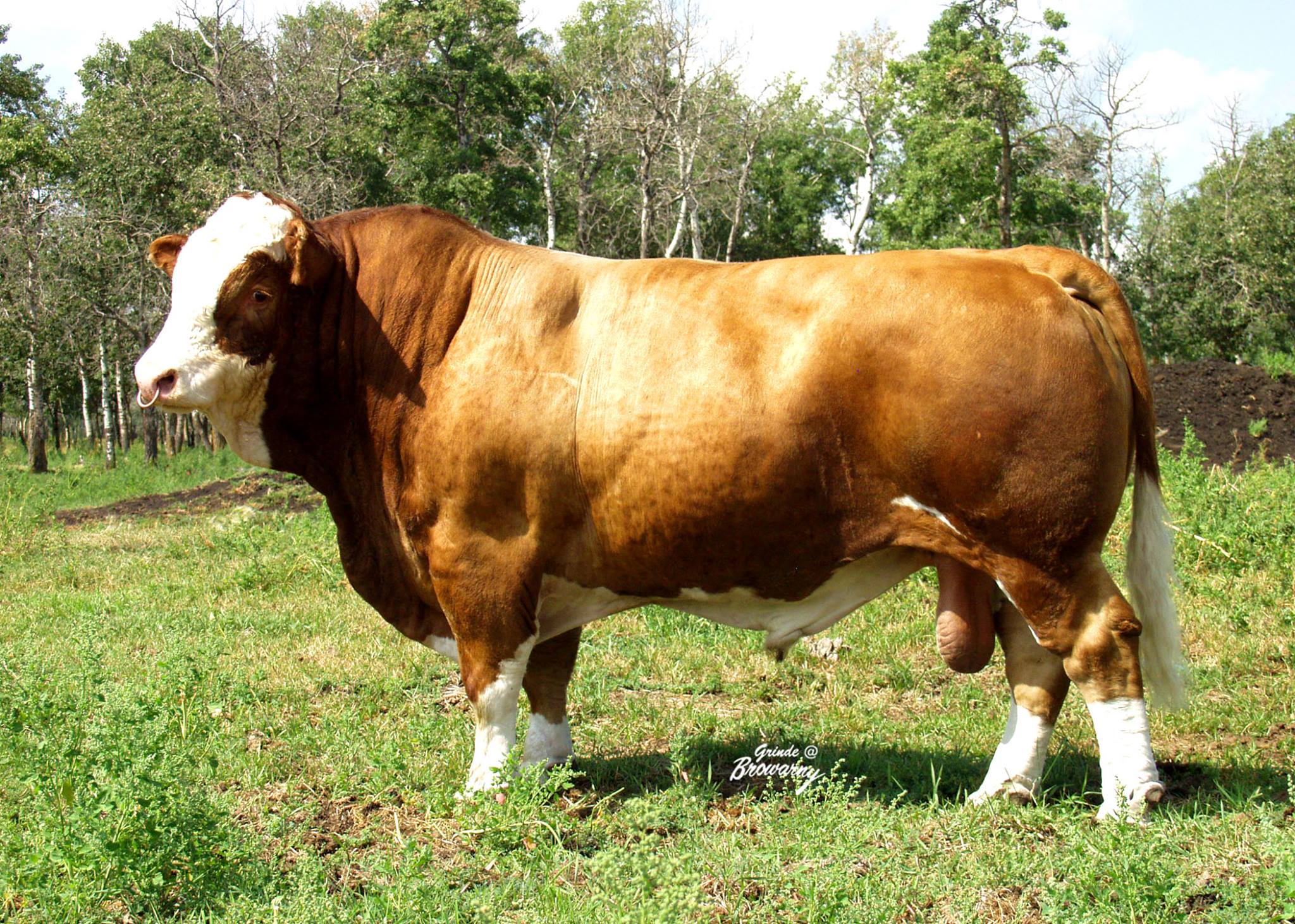 Wyvern Cattle Co Ltd