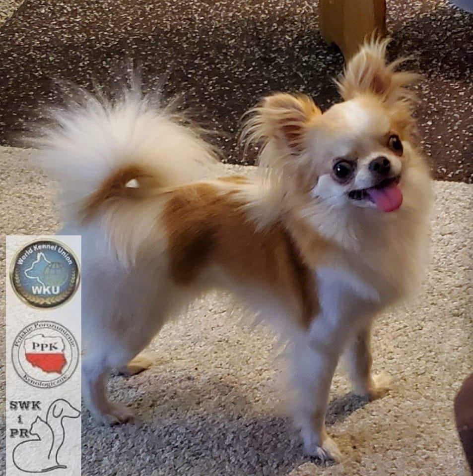Hodowla Chihuahua 