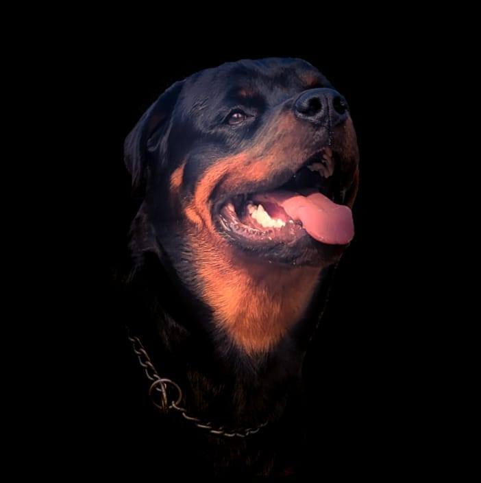 Rott Rush | Gumla