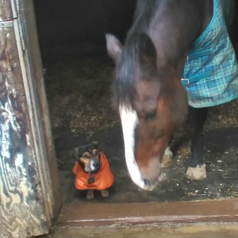 Can horses eat ginger snaps (cookies)? | Facebook