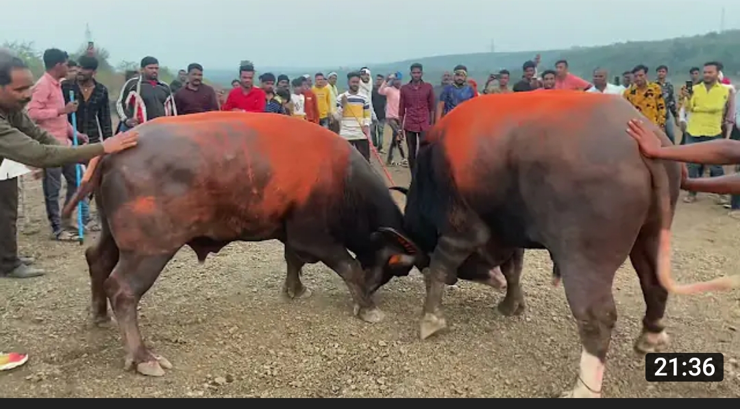 KUSTI KING