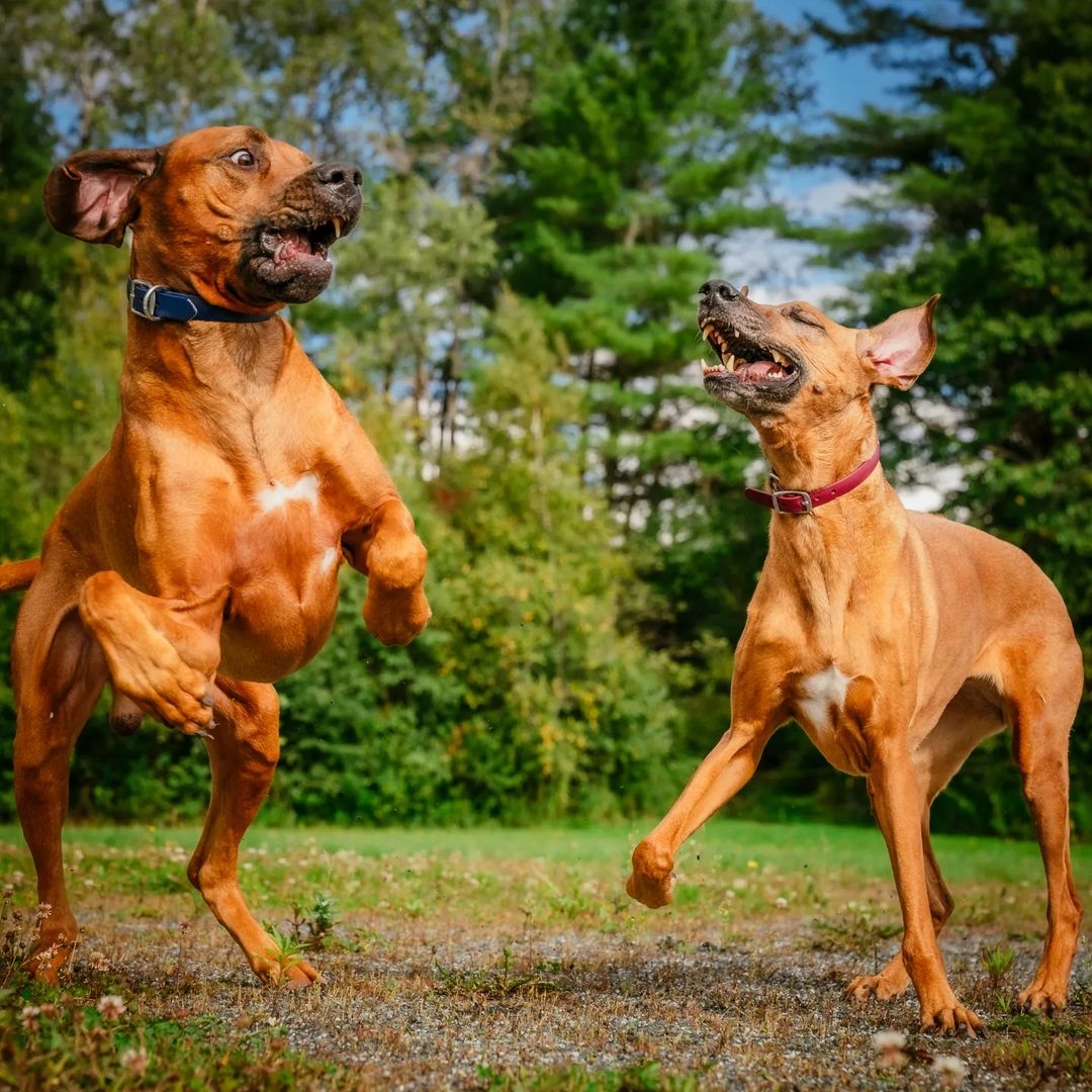 New adventures every day Our puppies grow up in the middle of the ...