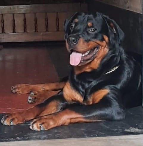 Rotty the Rottwiller