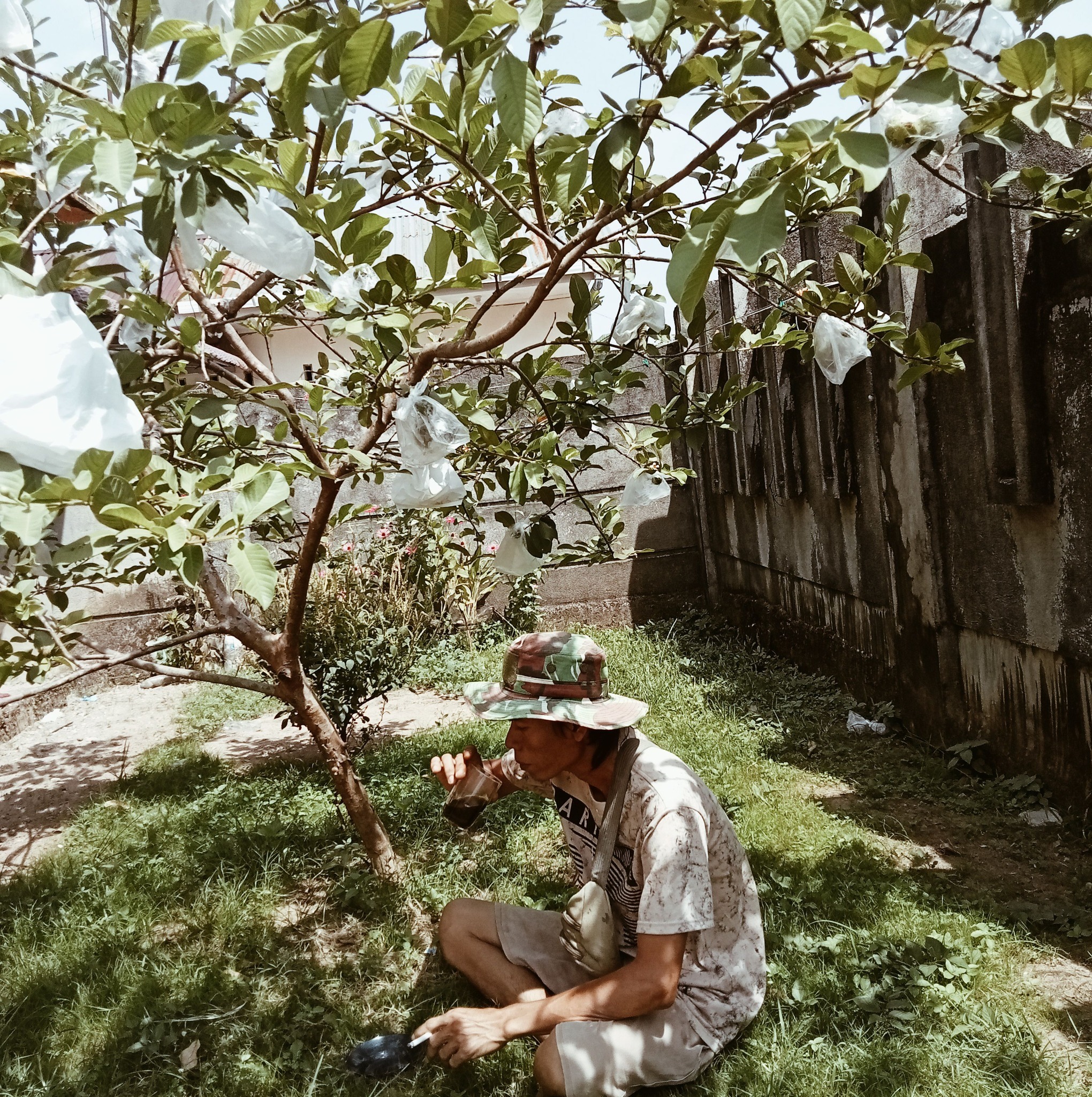 Kita Spil lagi calon bakal buah jambu Cristal kawan #Video #Real #kebun ...