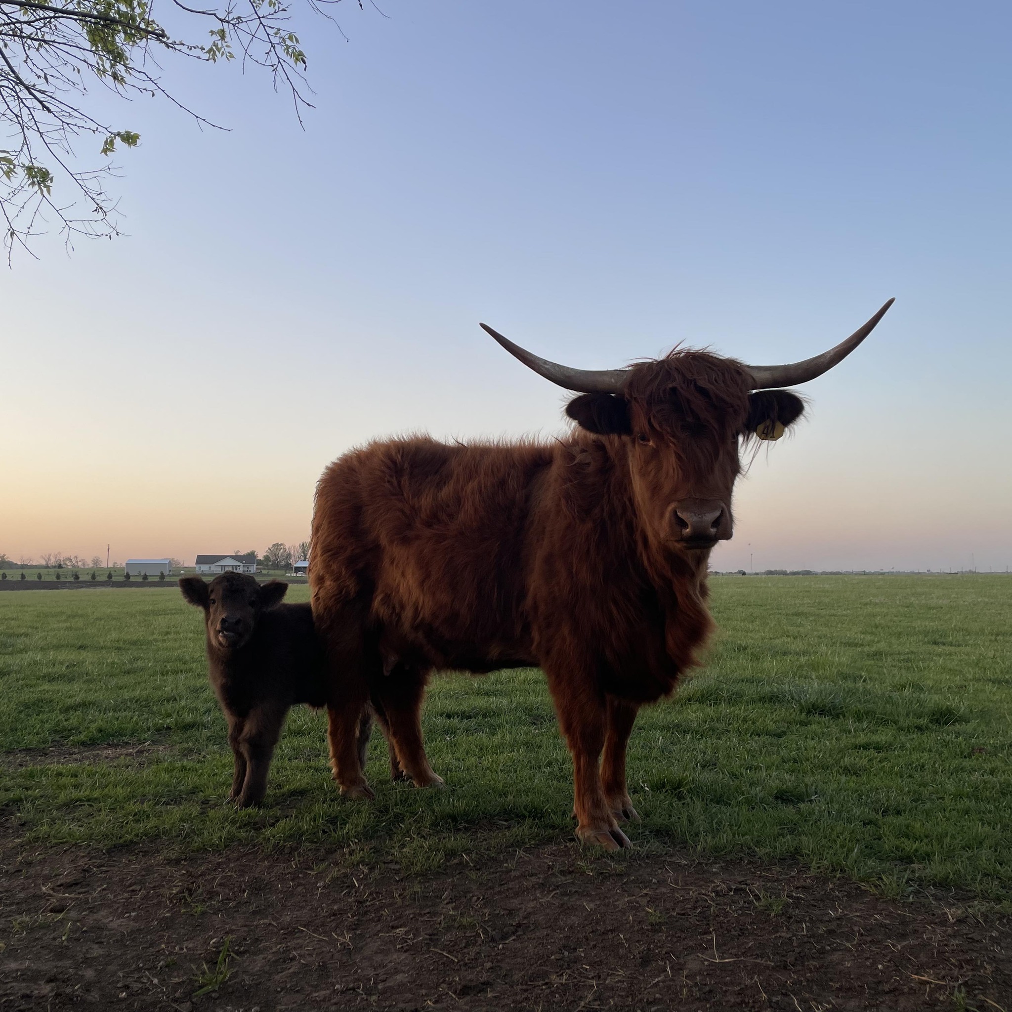 Fire N Doc Ranch | Ramona OK