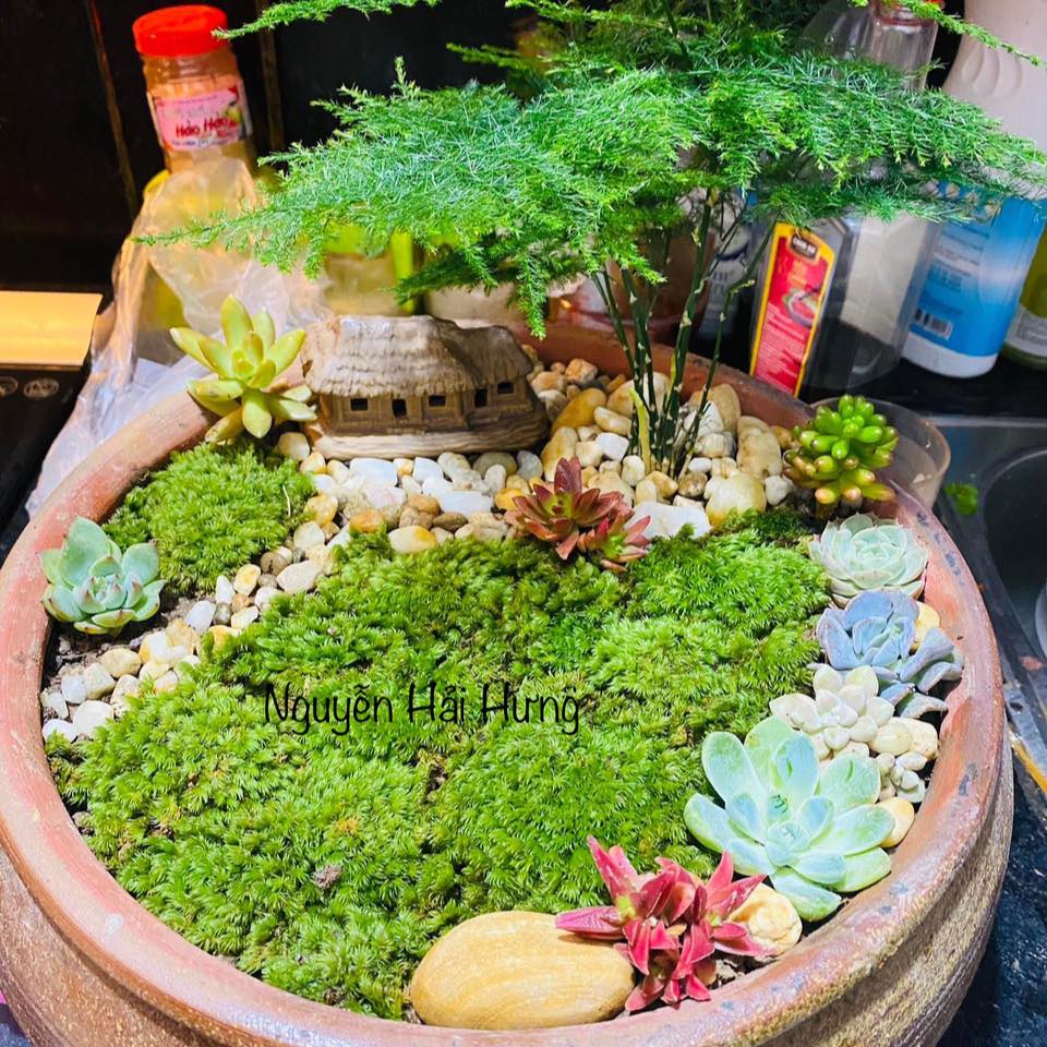 Gia Hân Garden - Rêu Bonsai