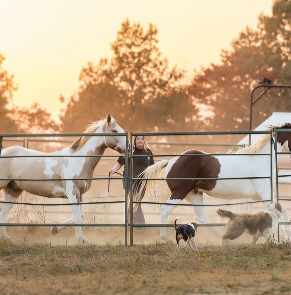 Wild Diamond Ranch | Puxico MO