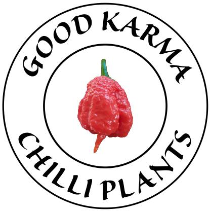 Good Karma Chilli Plants | Stellenbosch